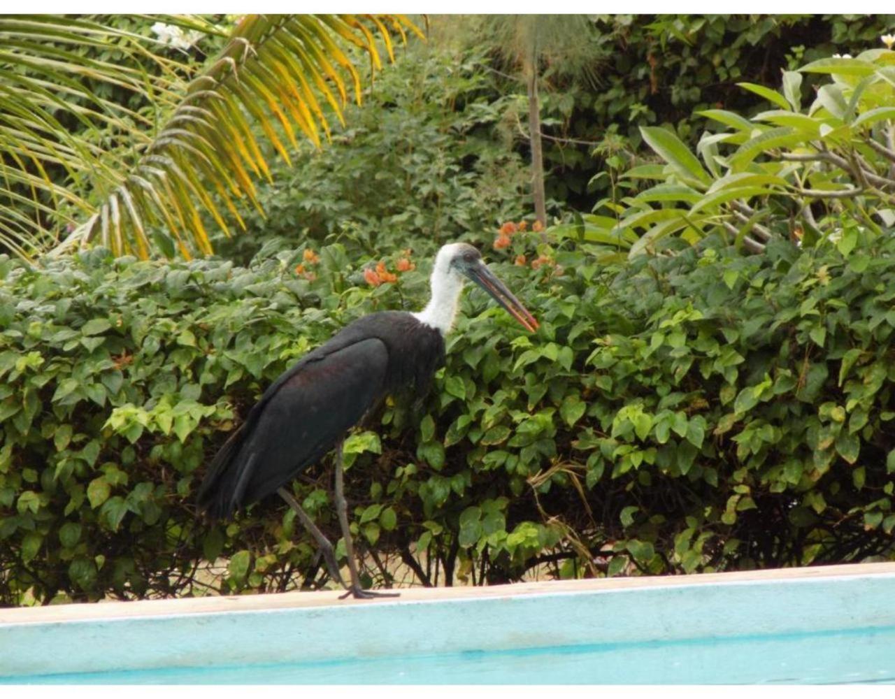 Eco Villas Watamu Luaran gambar